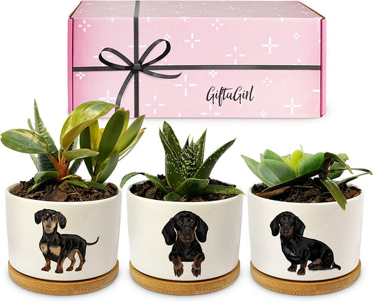 GIFTAGIRL Dachshund Gifts for Women - Perfect for Birthday or Christmas, Our Weiner Dog Succulent Planters Are Unforgettable Daschund Gifts for Women and Arrive Beautifully Gift Boxed for Christmas